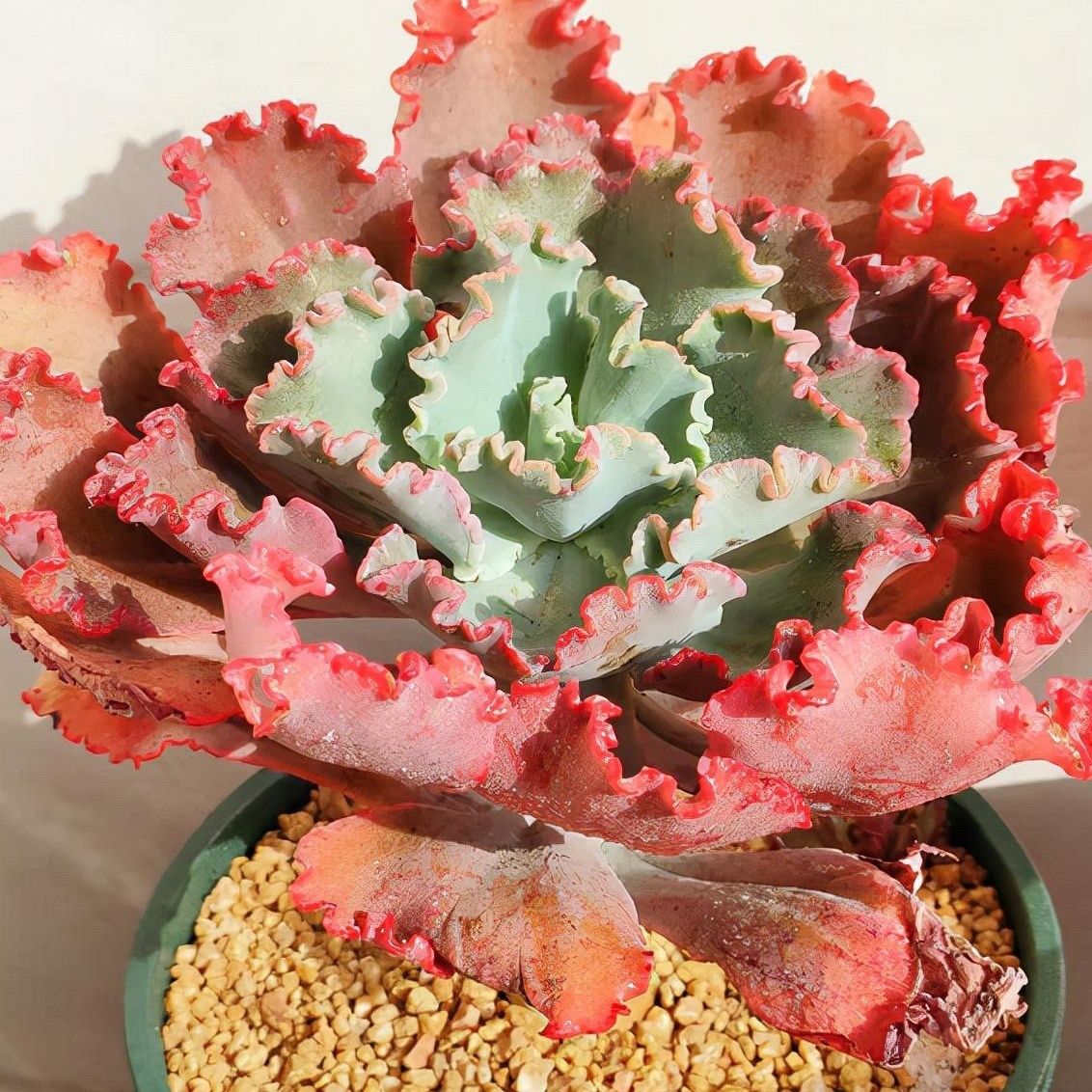 精品包菜系高砂之翁 蓝色妖姬 狂野男爵巨型多肉植物新手好养易活