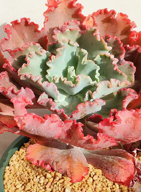 精品包菜系高砂之翁 蓝色妖姬 狂野男爵巨型多肉植物新手好养易活