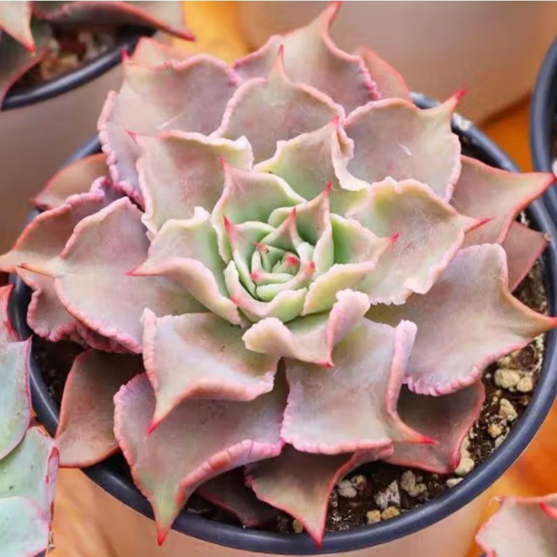 饺子皮多肉韩国贵货石莲花属花卉新手好养稀有品种绿植花卉萌肉肉