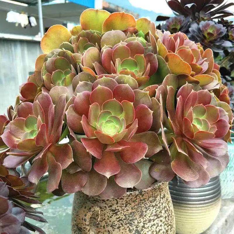 紫羊绒法师多肉多肉植物非常容易