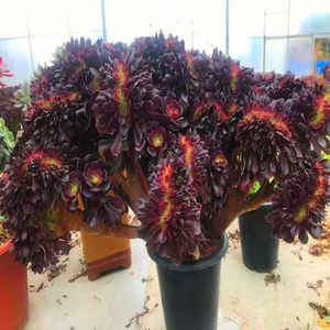 多肉植物法师锦 美杜莎 铜壶 黑红金刚 粉女巫 欧佳丽  玫瑰缀