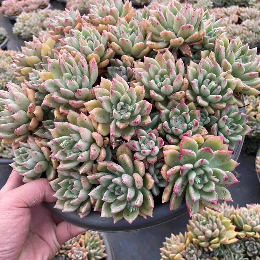 整桩群生绚丽璀璨多肉植物韩国进口多肉室内阳台庭院好养基地直发