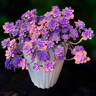 老桩多头群生紫乐多肉紫悦新手好养好度夏阳台室内露养庭院盆栽易