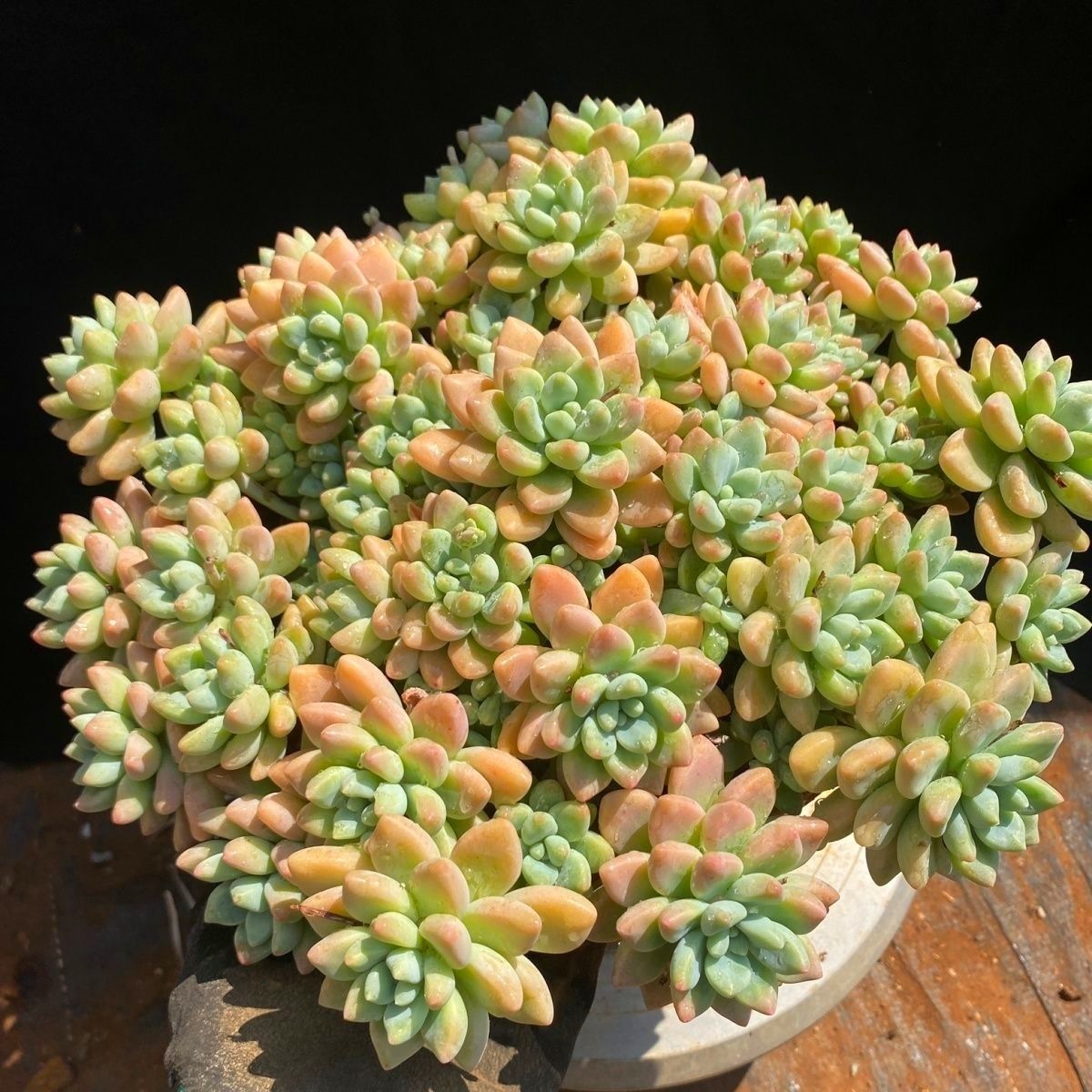 精品老桩多肉奶洛蛋糕群生新手盆栽办公室阳台花卉绿植植物好养