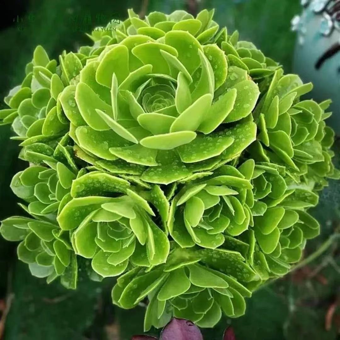 多肉植物法师多室内多肉植物