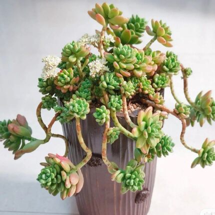 大颗香格里拉悬崖造型多肉植物自带香味妖桩精品肉肉好养花卉盆栽