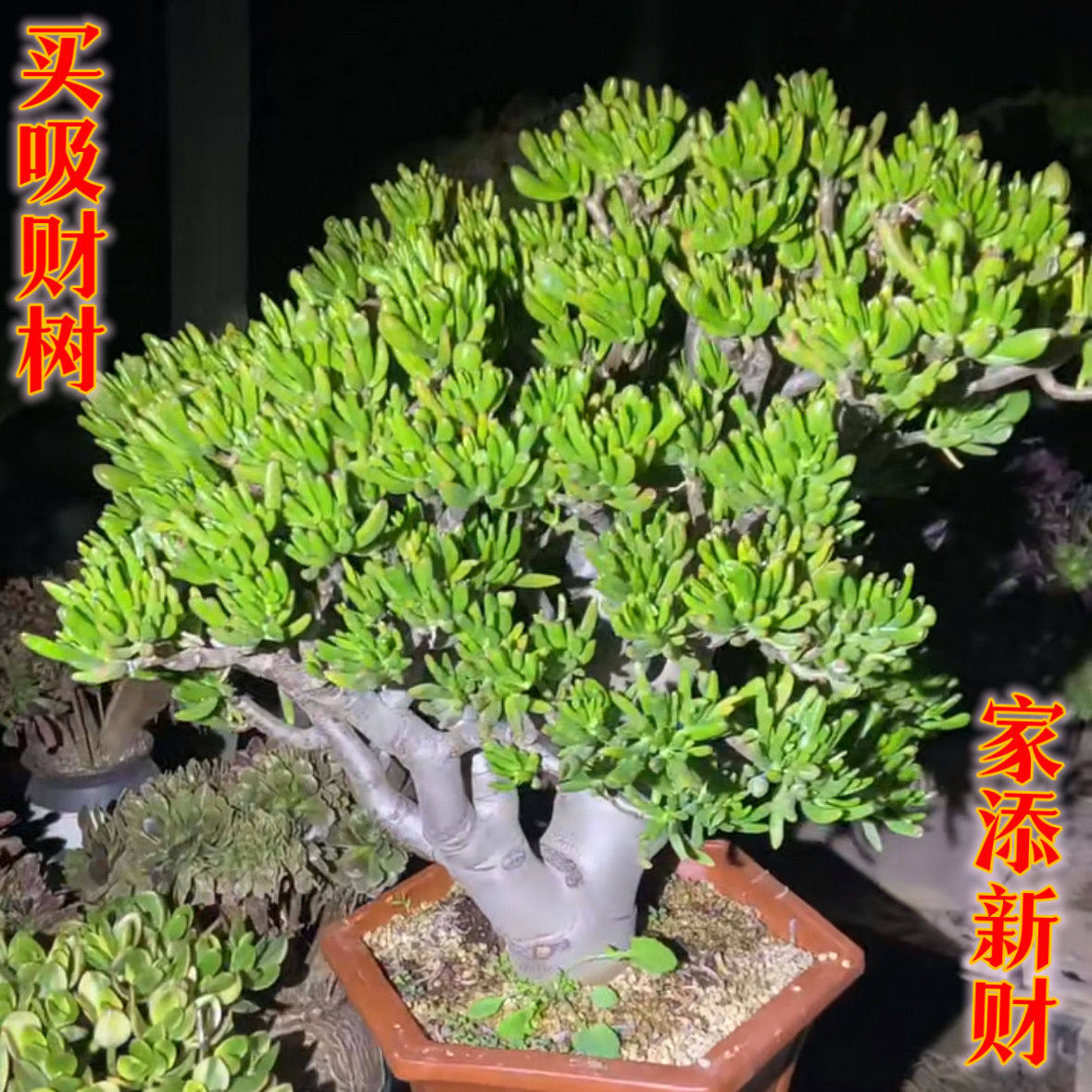 吸财树招财猫老桩多肉植物发财树筒叶花月盆栽绿植肉肉花卉办公