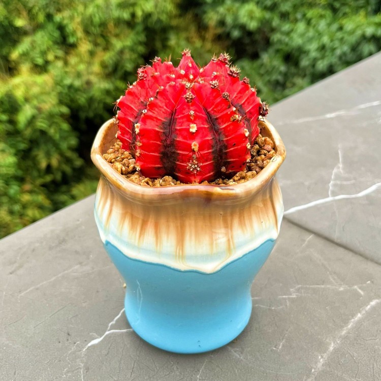 稀有自然锦油画牡丹仙人球掌多肉绿植物桌面吸甲醛阳台小花卉盆栽