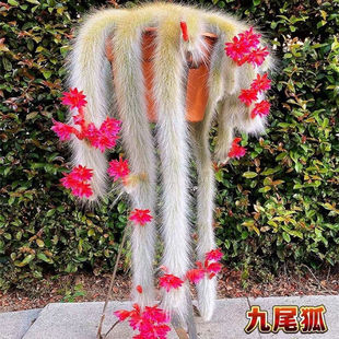 九尾狐猴尾柱白软毛多肉植物仙人掌类稀有懒人室内垂吊盆栽绿植物