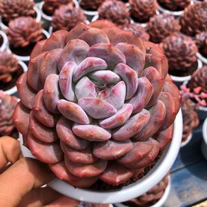 橙梦露多肉新手精品植物好养老桩单头橙子盆栽办公室阳台绿植花卉
