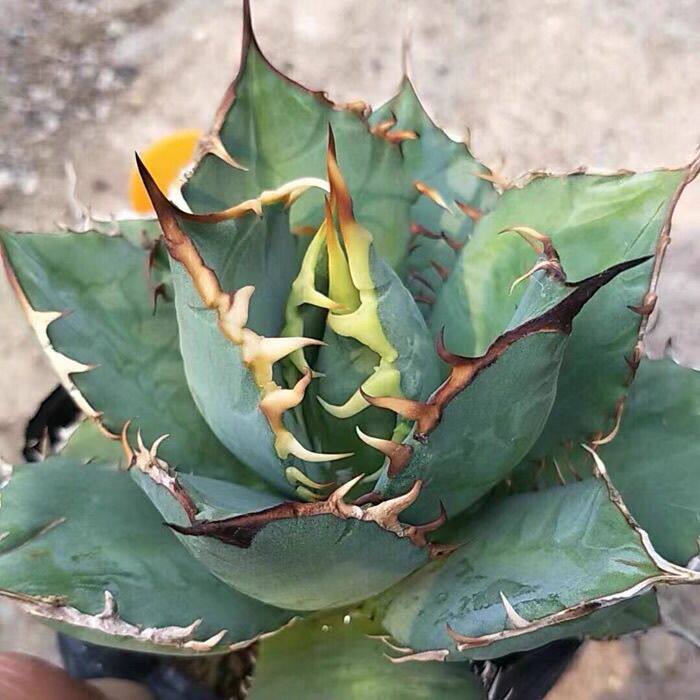 仁王冠南霸王龙舌兰科潮流植物热门绿植多肉沙生防辐射盆栽吸甲醛