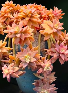 多肉植物橙色恋人老桩网红爆款悬崖多肉好养室内外庭院盆栽绿植