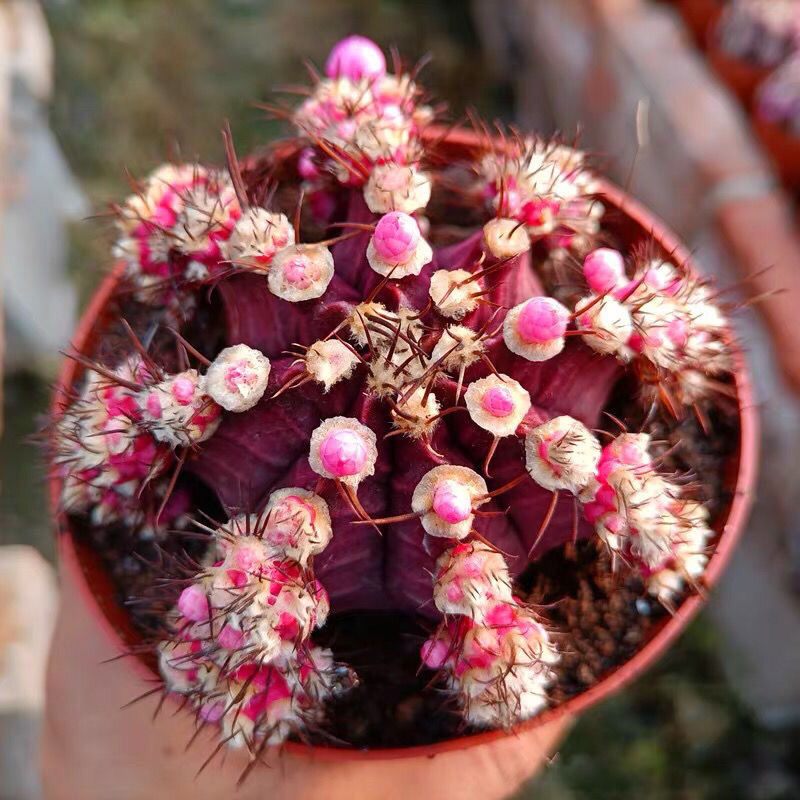 紫牡丹仙人球 开花多肉植物群生小盆栽 防辐射花卉萌肉肉仙人掌