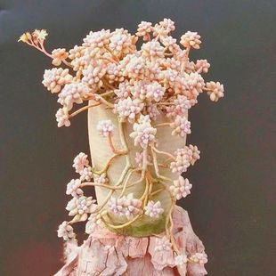 小叶姬秋丽超大多头室内阳台懒人盆栽基地直发丸叶姬秋丽新手好养