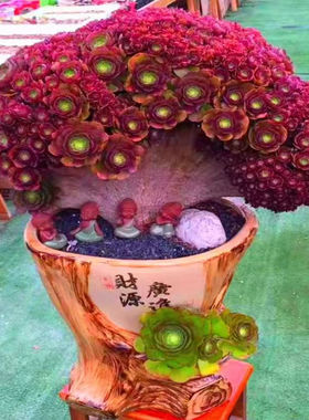 多肉法师锦缀化整板下老桩 铜壶 欧紫 万圣节 美杜莎 红颜 黑法师