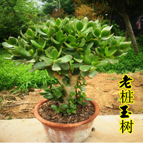 玉树盆栽小苗姬红花月老桩大型多肉黄金花月锦植物三色大叶玉树锦