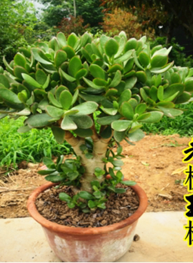 玉树盆栽小苗姬红花月老桩大型多肉黄金花月锦植物三色大叶玉树锦