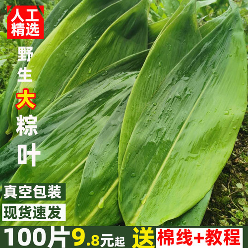 新鲜现摘现发特大粽叶