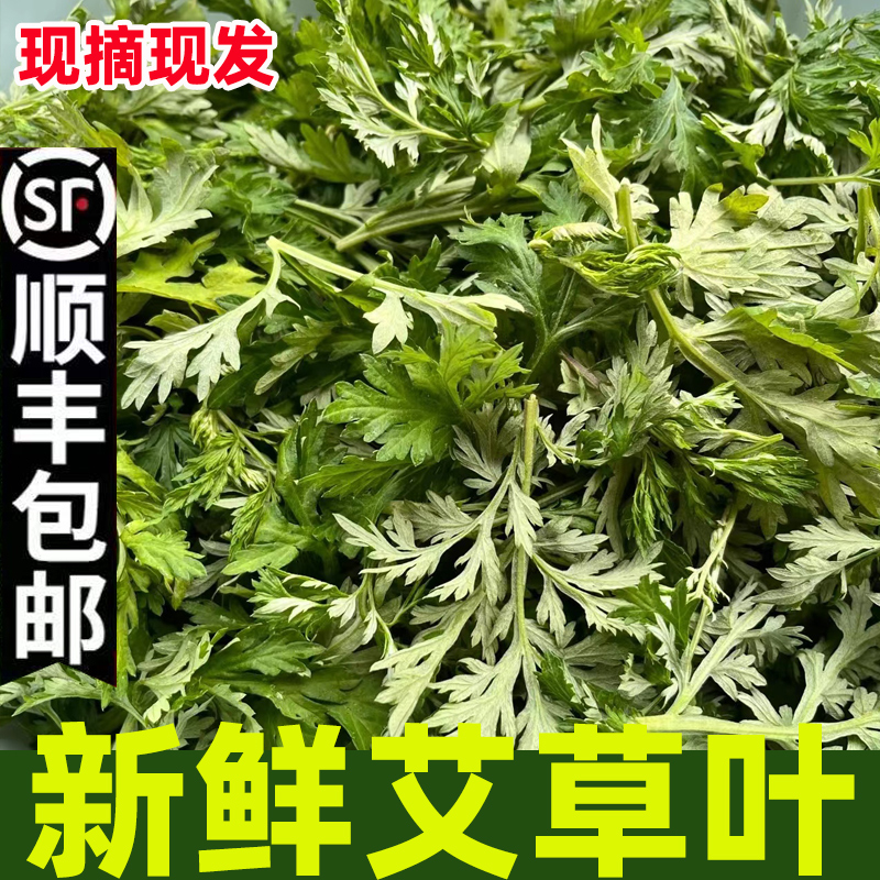 艾草新鲜食用清明草艾蒿当季蔬菜生艾草叶艾粄糍粑青团现摘嫩艾叶