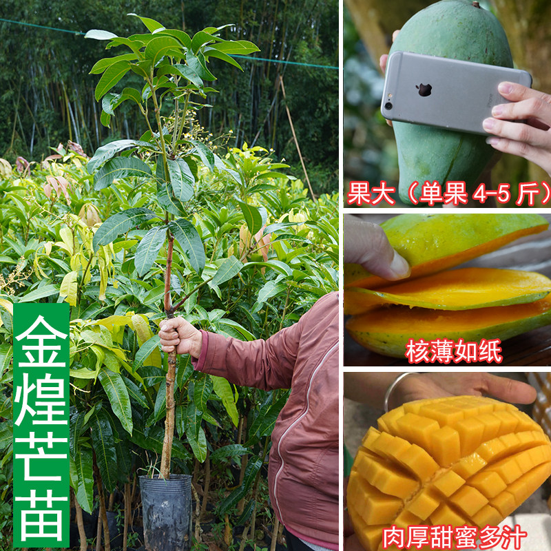 金煌芒果树能长多高,芒果树催芽用什么最快,芒果苗刚刚发芽的图片_大山谷图库