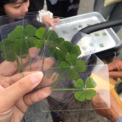 小红书同款塑封四叶草标本