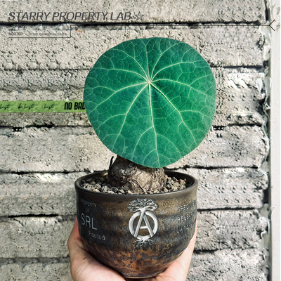 21龟甲龙惠比须笑大黑象牙宫潮流植物花盆植本钵