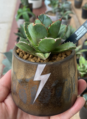 12潮流块根植物龙舌兰龟甲龙SRL花盆陶瓷NEIGHBORHOOD藤原浩