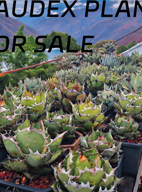 999植物潮流块根植物龙舌兰龟甲龙SRL陶瓷手工花盆NEIGHBORHOOD