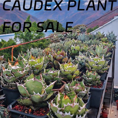 999植物潮流块根植物龙舌兰龟甲龙SRL陶瓷手工花盆NEIGHBORHOOD