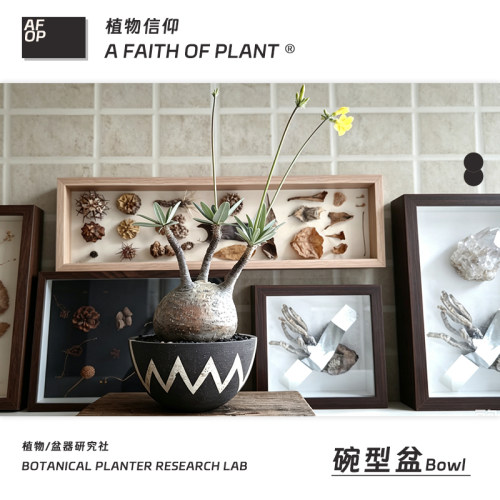 AA潮流块根植物龙舌兰龟甲龙块根SRL陶瓷手工花盆NEIGHBORHOOD