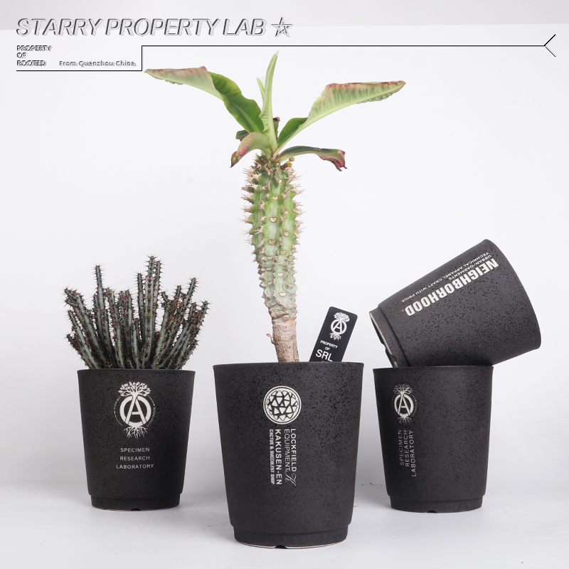 53潮流块根植物花盆仙人球兜象足漆树惠比须笑大黑象牙宫植木钵