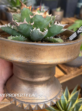 14龟甲龙惠比须笑大黑象牙宫潮流植物花盆植本钵SRL手工陶瓷