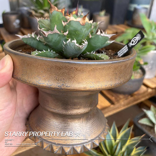 14龟甲龙惠比须笑大黑象牙宫潮流植物花盆植本钵SRL手工陶瓷