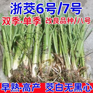 【茭白纯白无黑心】现挖早熟双季单季高笋种苗交白苗高瓜苗老蹲苗
