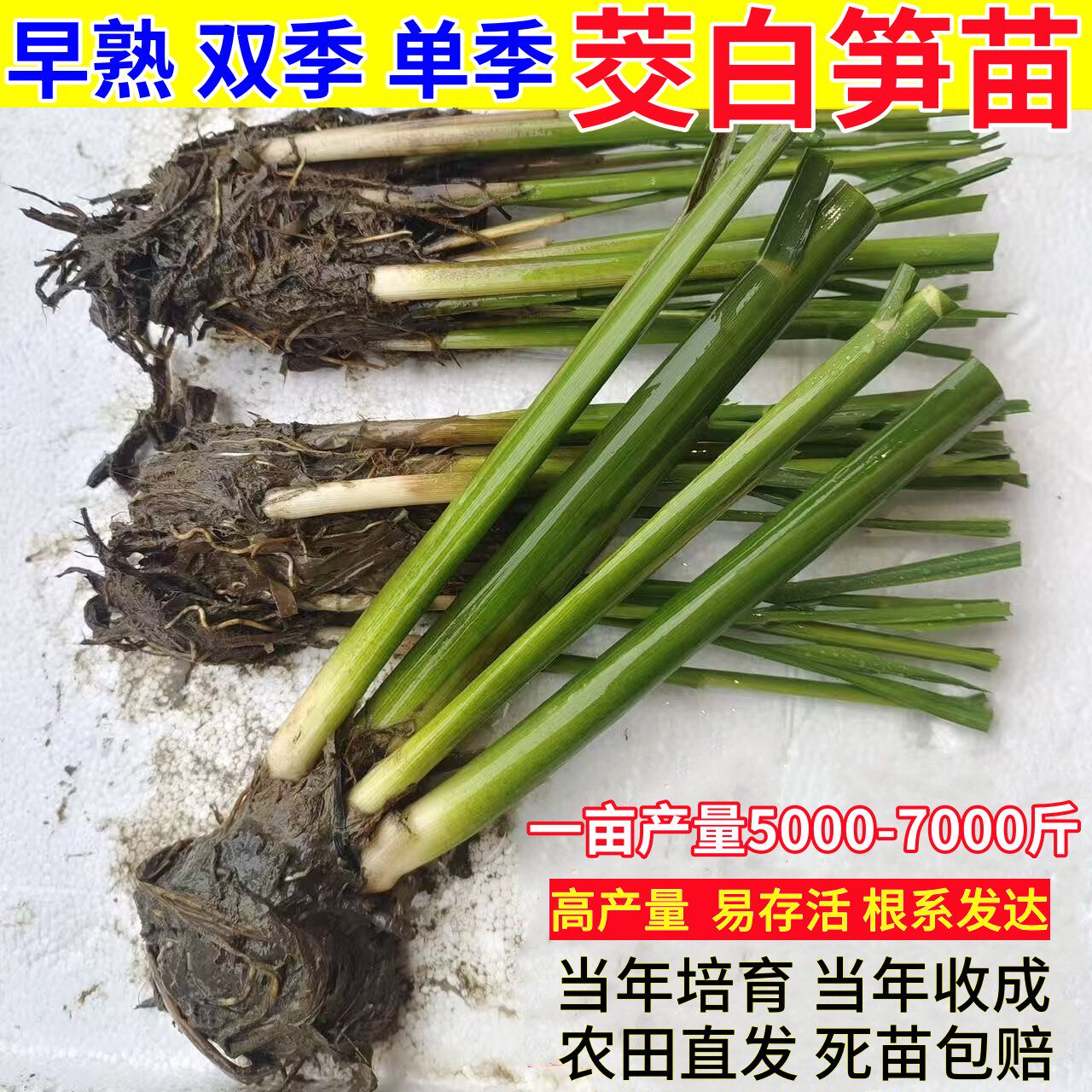 双季茭白苗种四季茭瓜苗高笋种苗高瓜苗老蹲苗水生菜苗早熟改良型