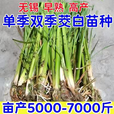 现挖特早熟双季茭白苗种单季高笋
