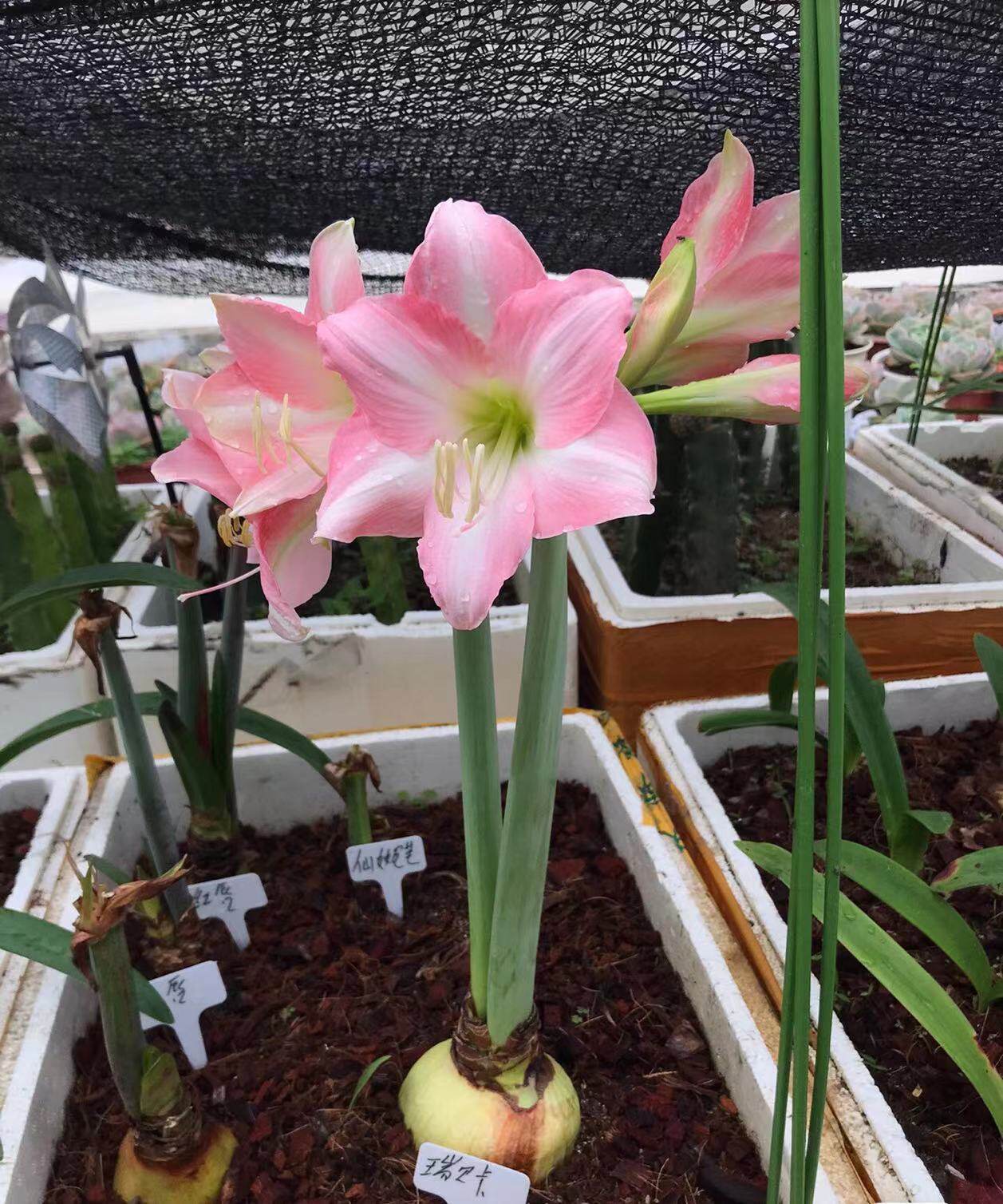 瑞贝卡朱顶红球根花卉包对版