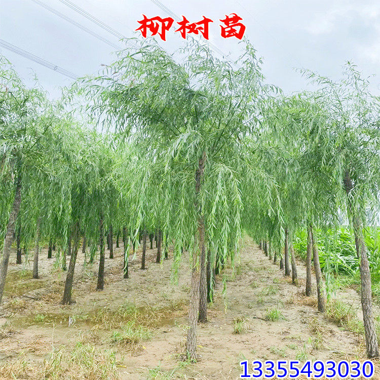 垂柳树苗耐寒耐旱耐涝绿化苗金蝉