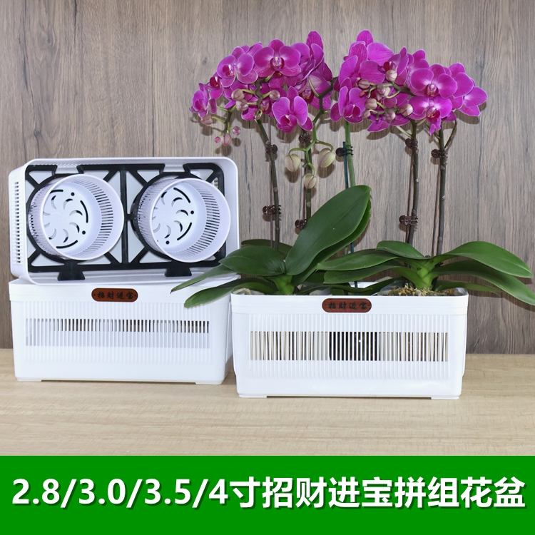 透气蝴蝶兰拼组专用花盆控根育苗钵兰花杯小盆栽组合摆盆定植托架