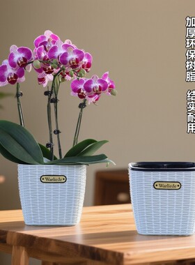 欧式2.5寸2.8寸杯专用组盆蝴蝶兰花小盆栽3-4棵组合拼盆储水套盆