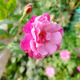 月月粉月季 庭院阳台盆栽 四季开花中国老月季 花苗粉红半藤本