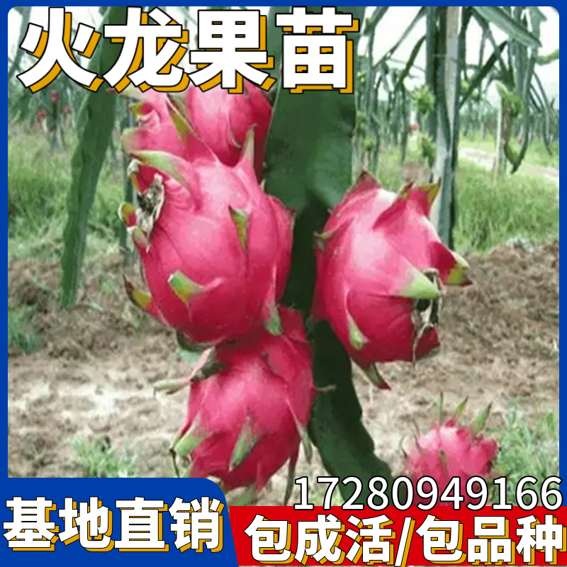 火龙果树果苗红心黄皮燕窝阳台四季盆栽南方种植红肉白肉当年结果