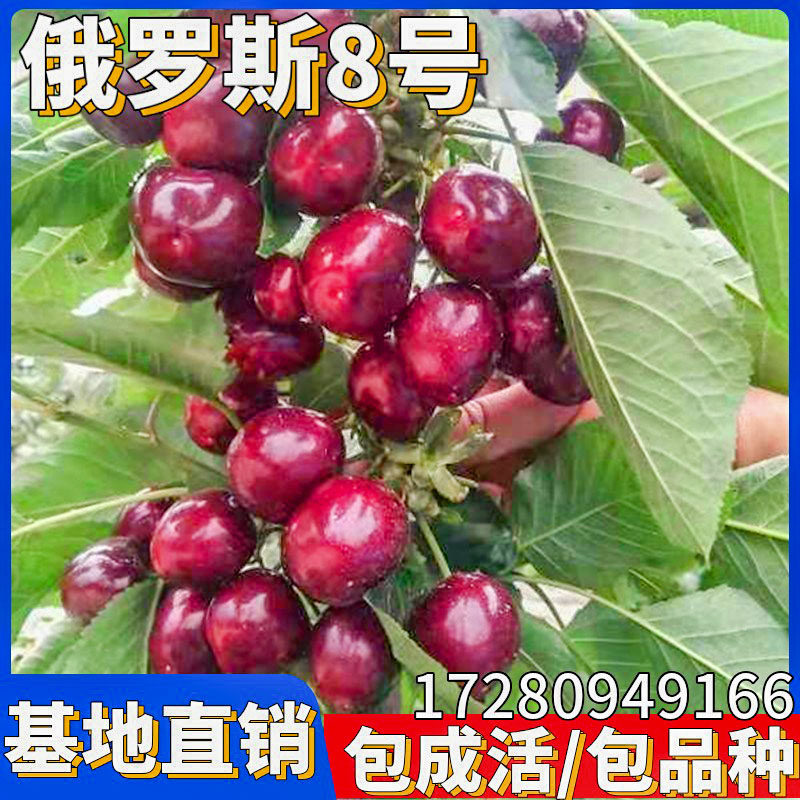 俄罗斯8号大樱桃苗果树嫁接南北方院地栽特大车厘子盆栽当年结果