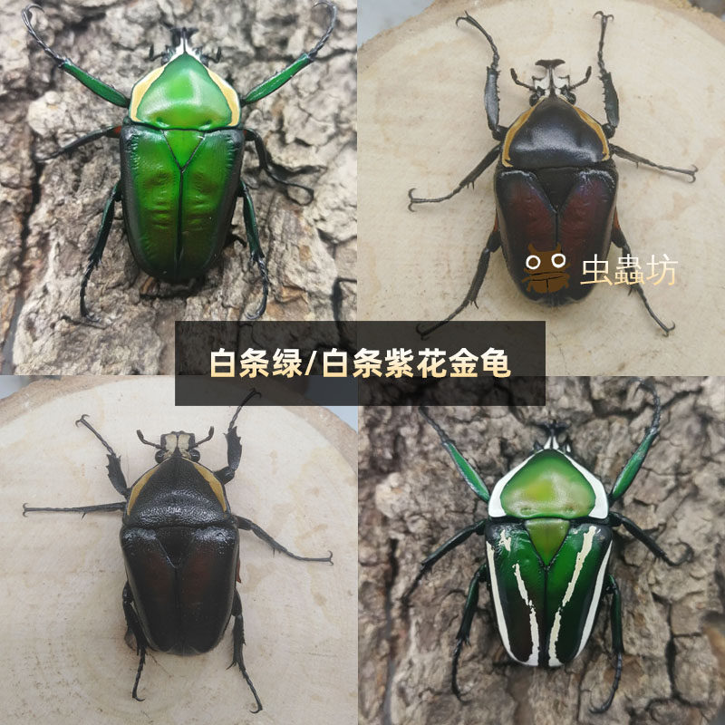 白条花金龟自带体香的宠物甲虫