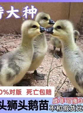 灰狮头鹅出壳苗正宗狮头鹅苗狮头鹅特大纯种潮汕狮头鹅苗汕头鹅苗