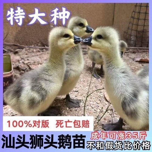 灰狮头鹅出壳苗正宗狮头鹅苗狮头鹅特大纯种潮汕狮头鹅苗汕头鹅苗