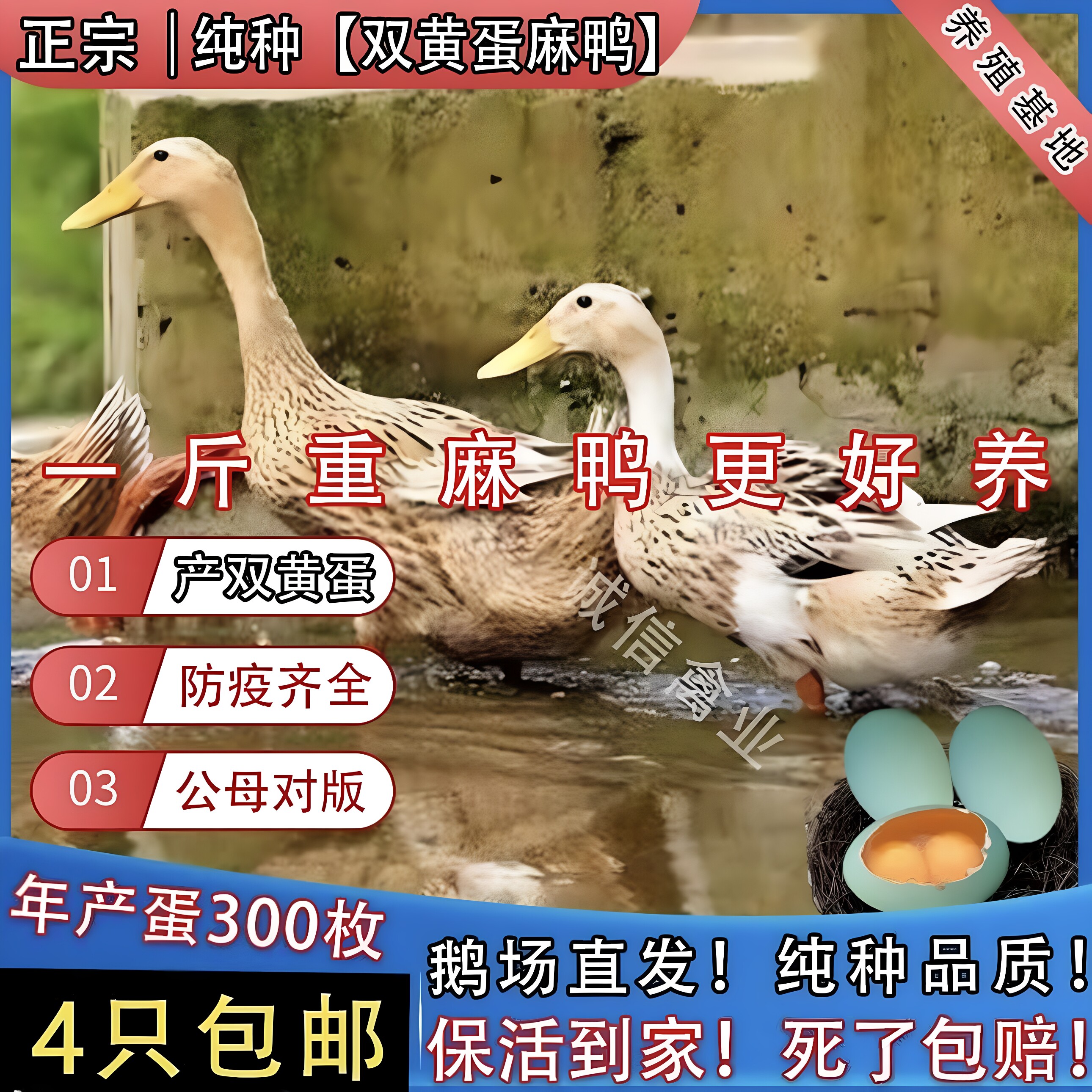 一斤纯种麻鸭绿壳蛋鸭母鸭麻鸭活苗脱温苗鸭子活苗土鸭麻鸭苗包活