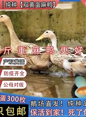 一斤纯种麻鸭绿壳蛋鸭母鸭麻鸭活苗脱温苗鸭子活苗土鸭麻鸭苗包活