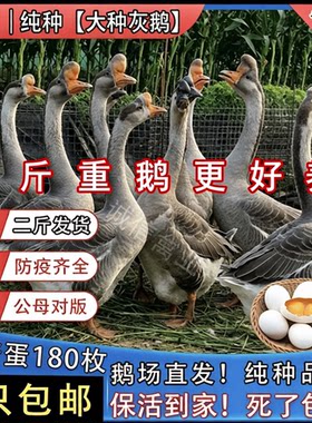 2斤纯种灰鹅苗正宗灰雁鹅高产蛋大种鹅苗雁鹅活体一斤鹅苗鹅活苗