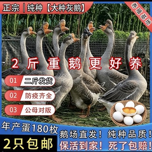 2斤纯种灰鹅苗正宗灰雁鹅高产蛋大种鹅苗雁鹅活体一斤鹅苗鹅活苗